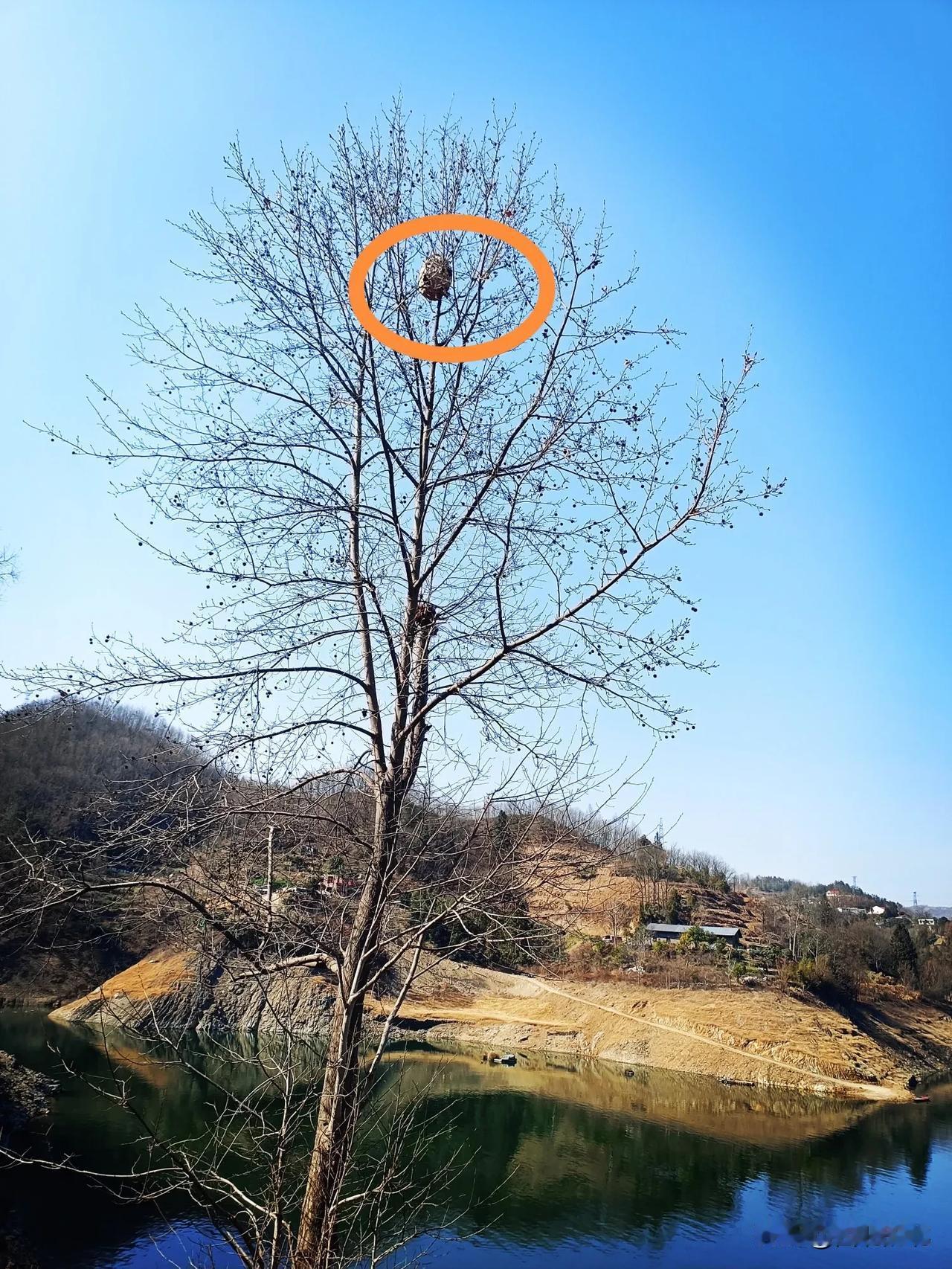 冬日湖畔的鸟巢，静谧与希望共存。