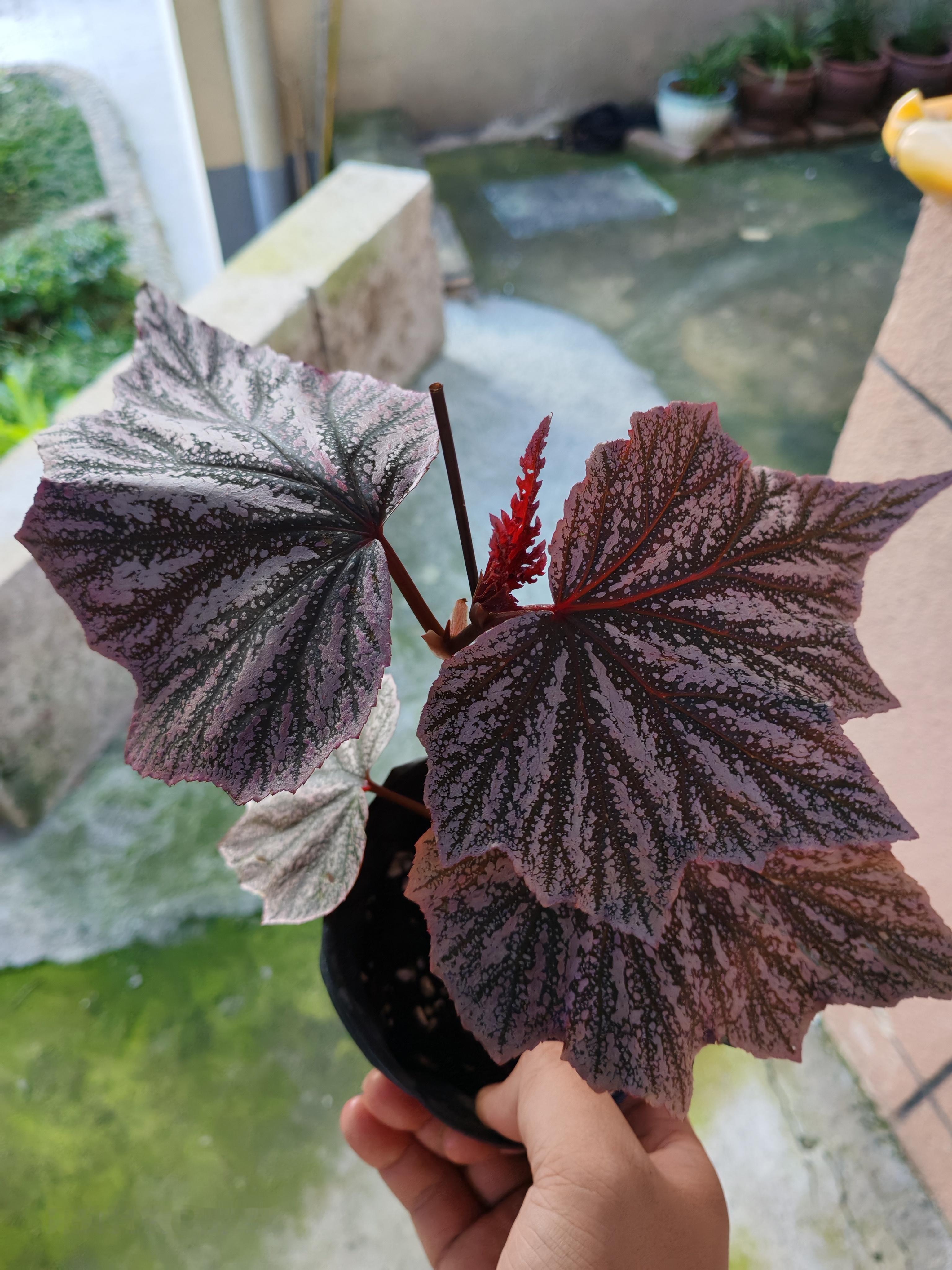 又买了几棵秋海棠，这个刚收到货状态最好，其他几个蔫了吧唧的，过几天再晒～品种是粉