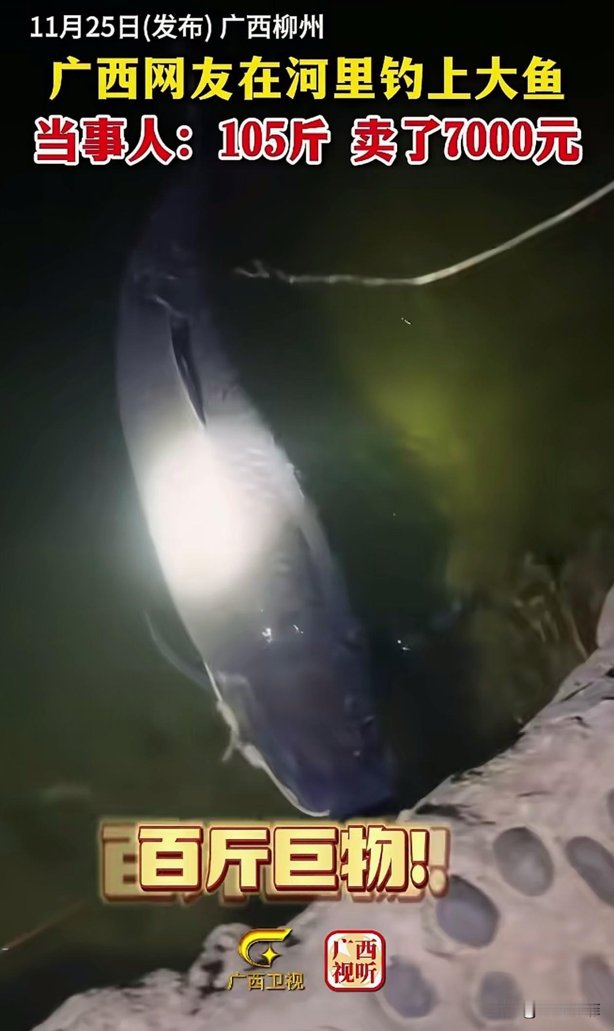 广西，一男子夜钓，钓到一条105斤的巨型青鱼，当场转手卖了7000元，引发争议，