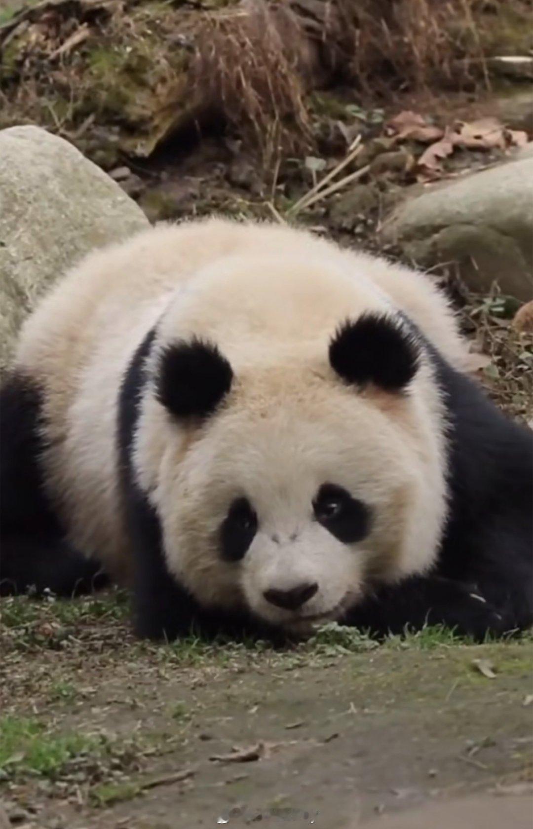 乔春雨，小八趴趴熊，呜哇～🐼 