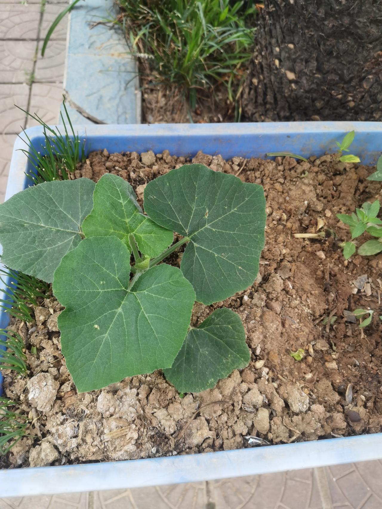 大家看看，这是什么瓜苗，在评论区里等，挺着急的。[捂脸]

昨天在楼下一家餐馆吃