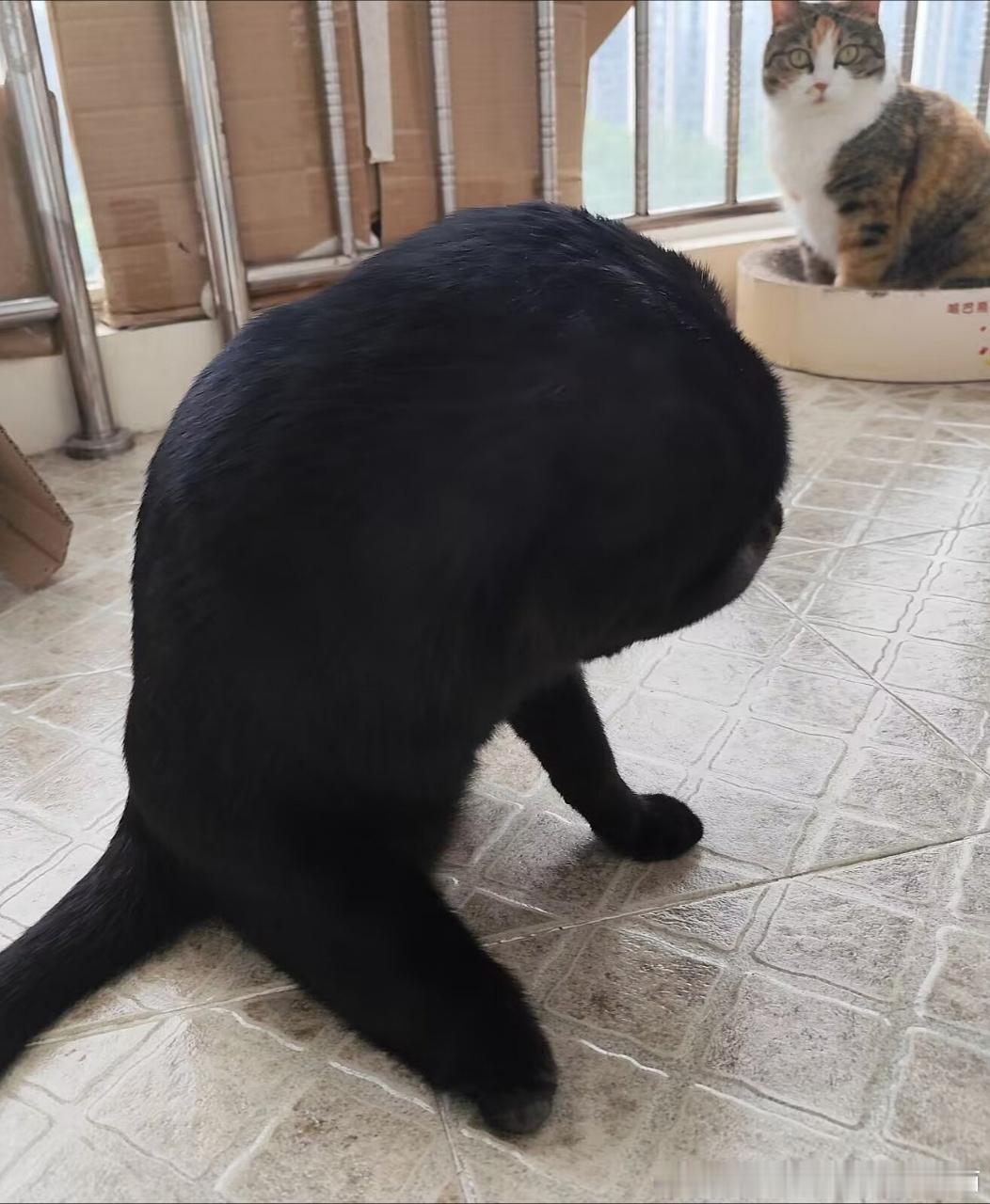 50521【丑猫】朋友随手一拍就是大作这是什么生物……（此猫后脚残疾但现在很幸福