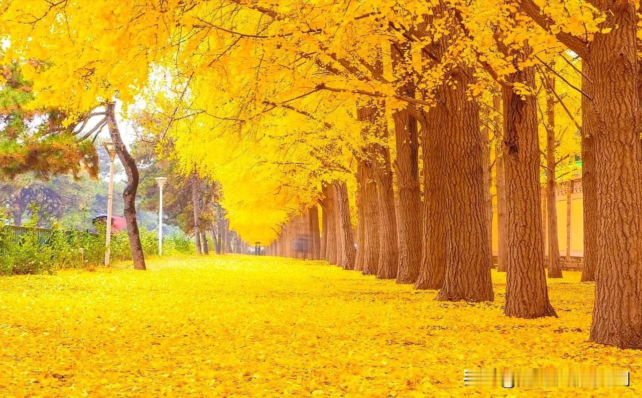 风吹落叶千树彩，
雨打黄花一窗秋。