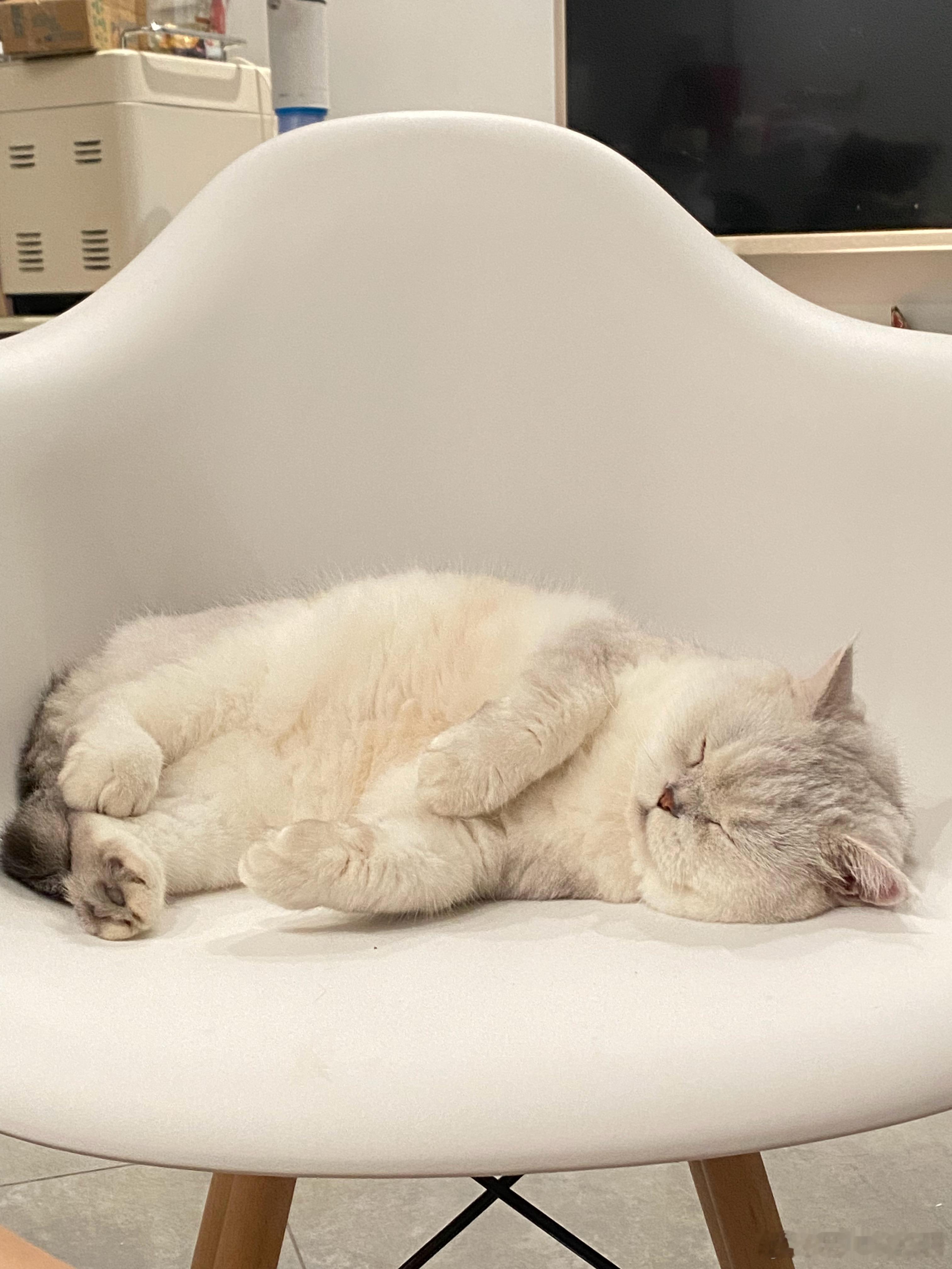 “呼呼”猫咪一个亿[超话] ​​​