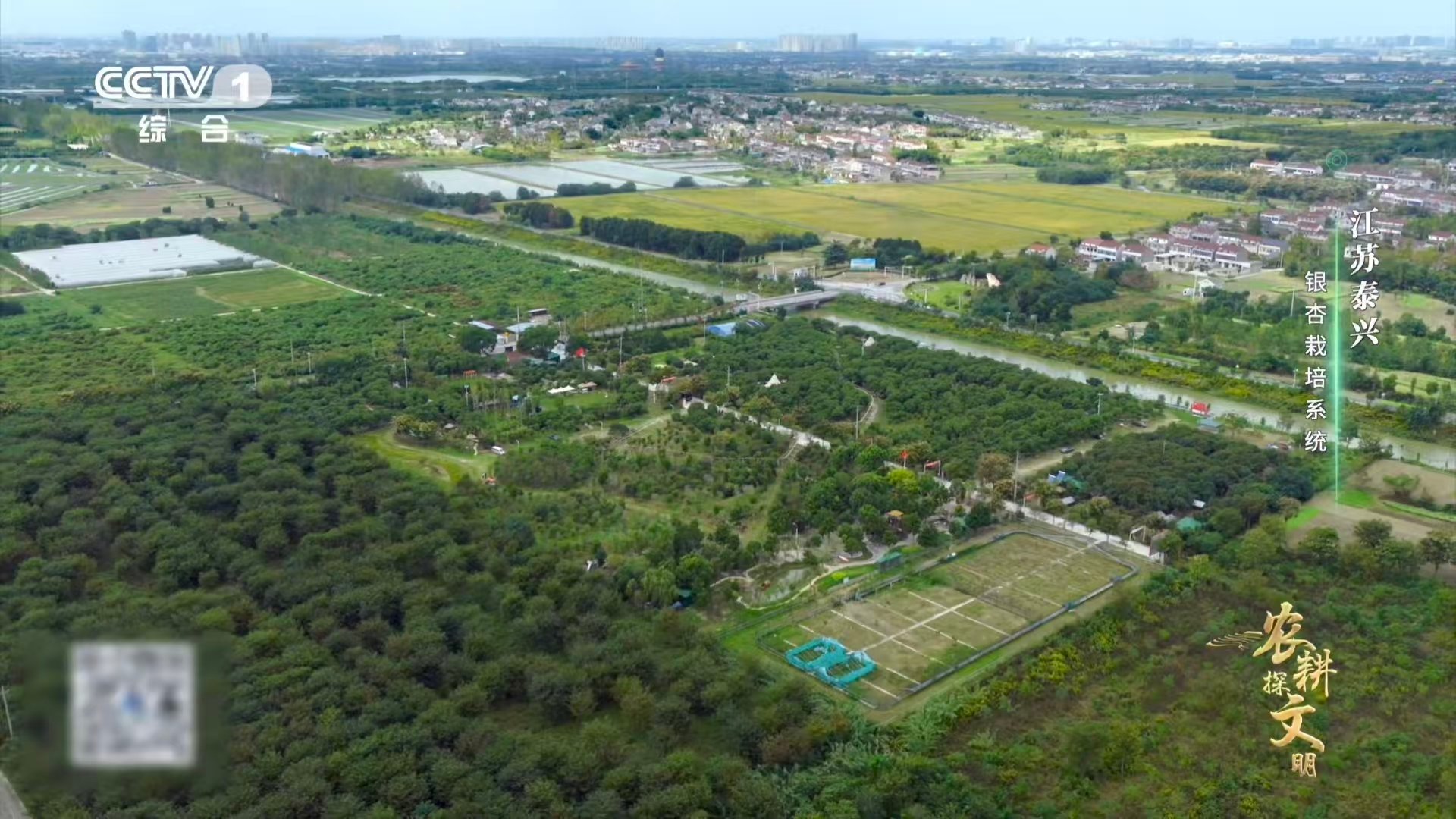 喂了银杏果鸡肉更鲜了 江苏银杏林下藏着立体农场  泰兴银杏林下藏着农业“魔法”：