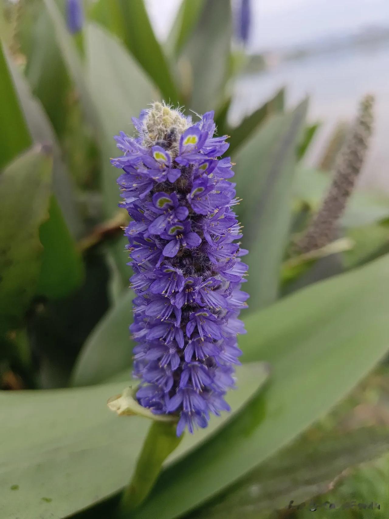 紫花绿叶映蓝天，清香扑鼻醉人心。汉中的这种花叫梭鱼草花。