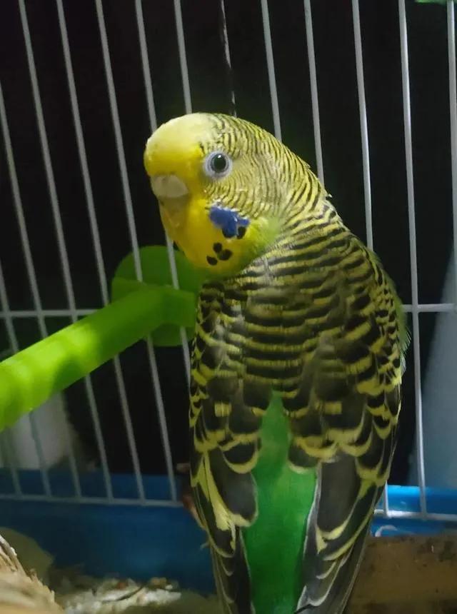 幽默
一个女人喜欢养鹦鹉，她每天教鹦鹉见到主人要叫