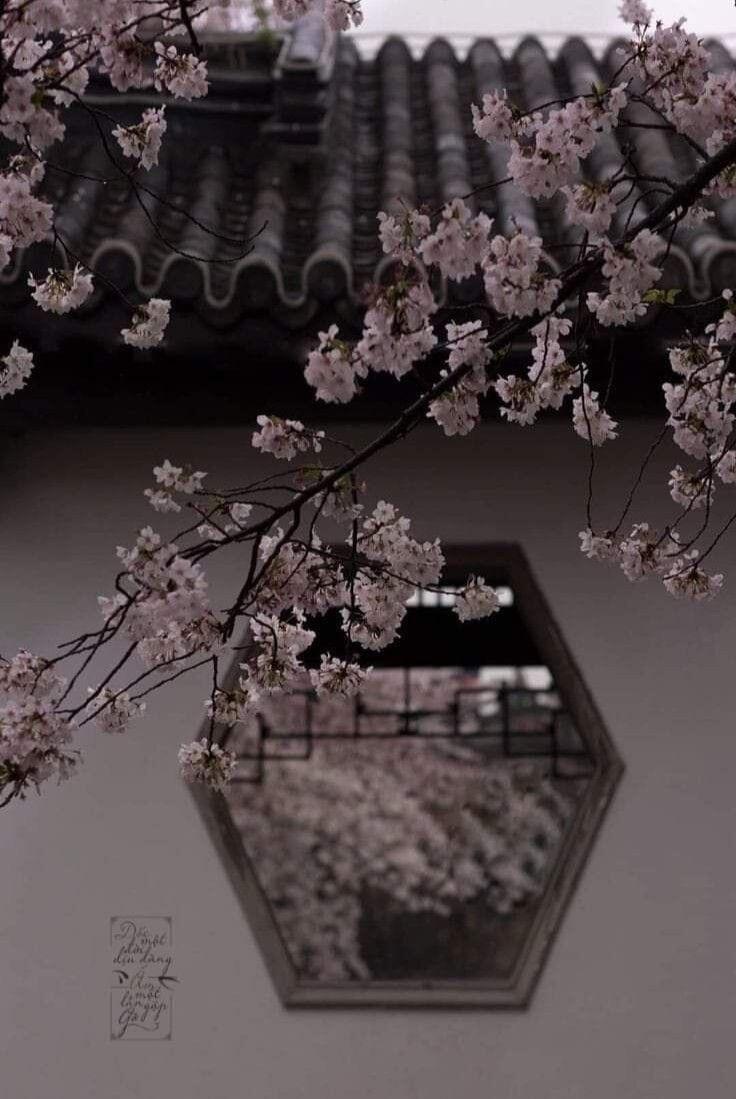 古寺樱雾 