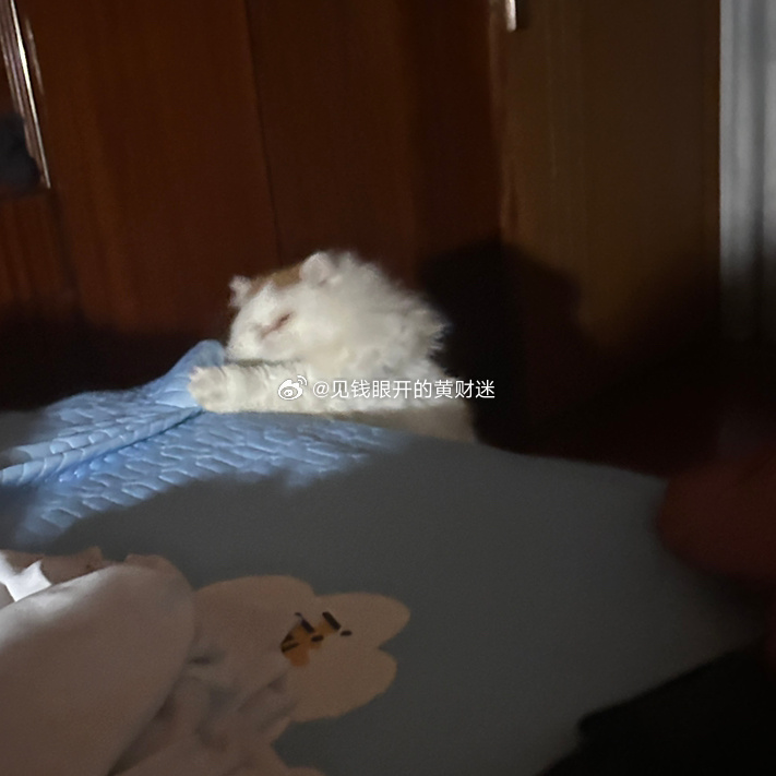 它在床边睡着了，没反应过来自己在床边然后翻了个身，掉下去了爪子瞬间抓住被单哈哈哈