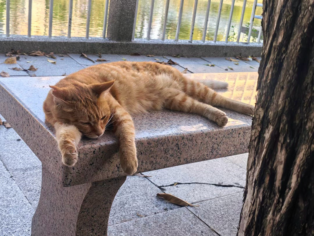 小猫这个睡姿最可爱了 
