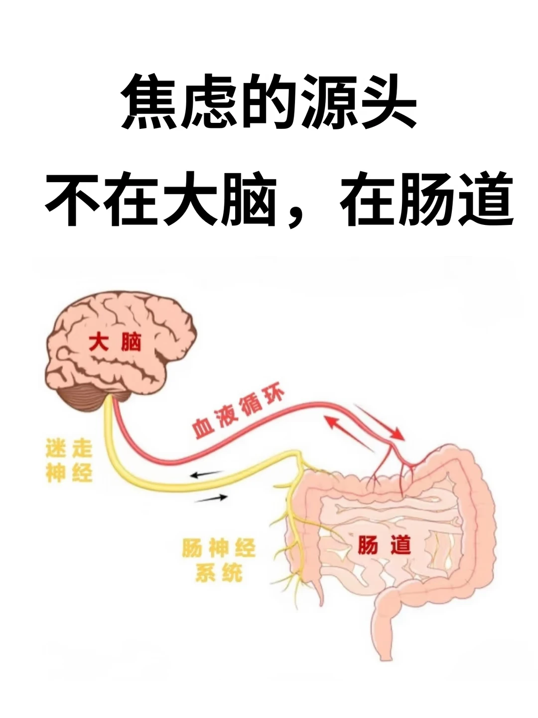 焦虑的源头不在大脑，在肠道