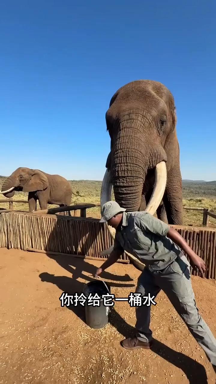 你知道吗？大象居然是垫着脚尖走路的。当你伸手去摸它脚底的时候，你会发现居然是软的