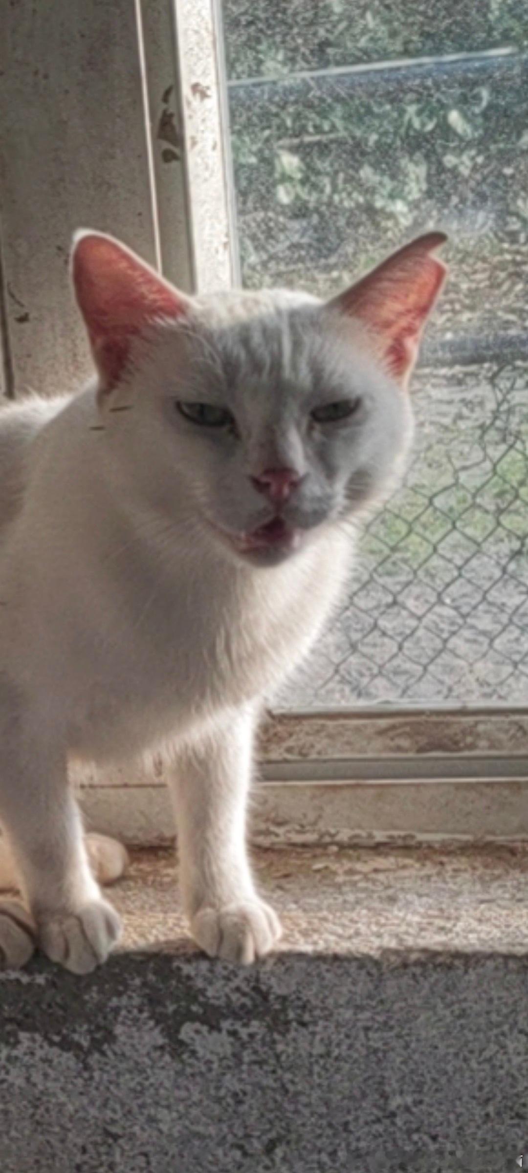 49561【丑猫】呃。 