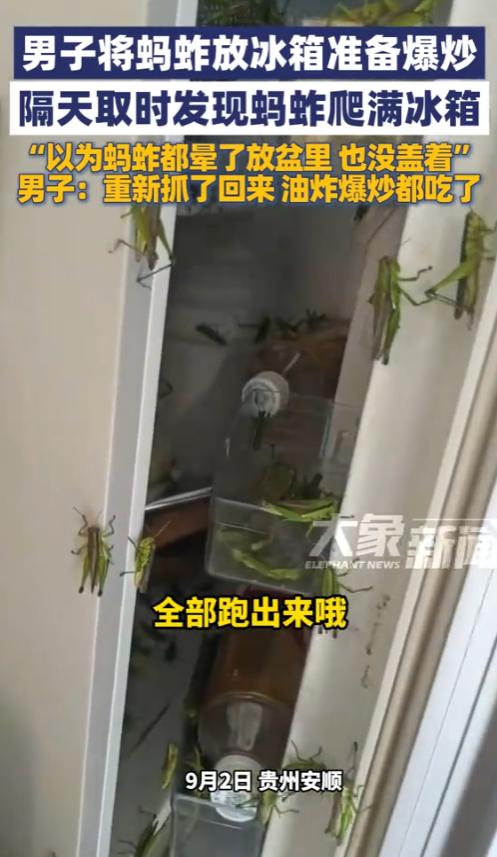 “笑不活了！”9月2日，贵州安顺，一男子在田地抓了很多蚂蚱，本想着放在冰箱里，准