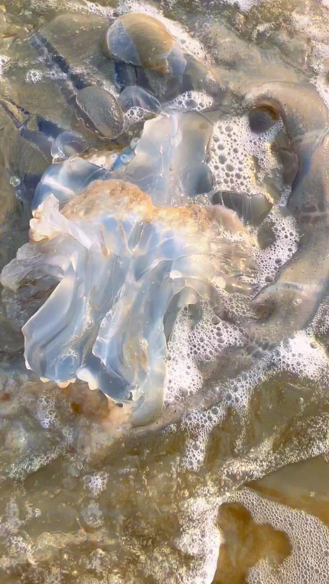 海边水母太多？🙅‍♀️水母不是果冻！是能蜇人的“生猛食材”海蜇，95%都是水，