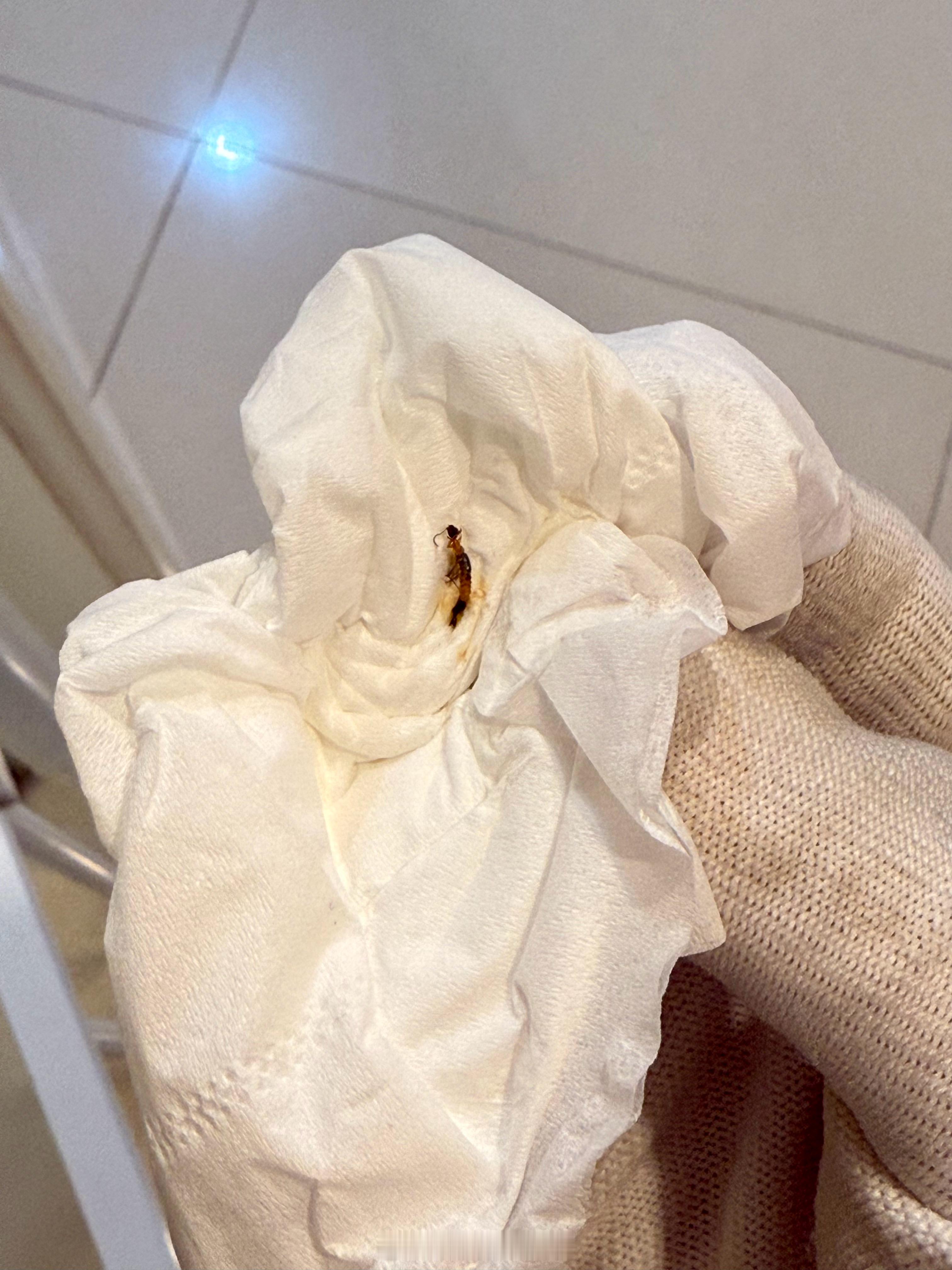 有够吓人的在家活捉隐翅虫[二哈]人送外号，会飞的浓硫酸大家看到了千万别拍死在皮肤