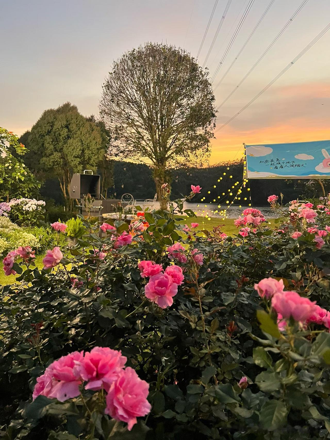 落日归山野，繁花赴晚风
 
夕霞漫染天际，暮色温柔漫庭。
灼灼蔷薇盛放，缀满晚风