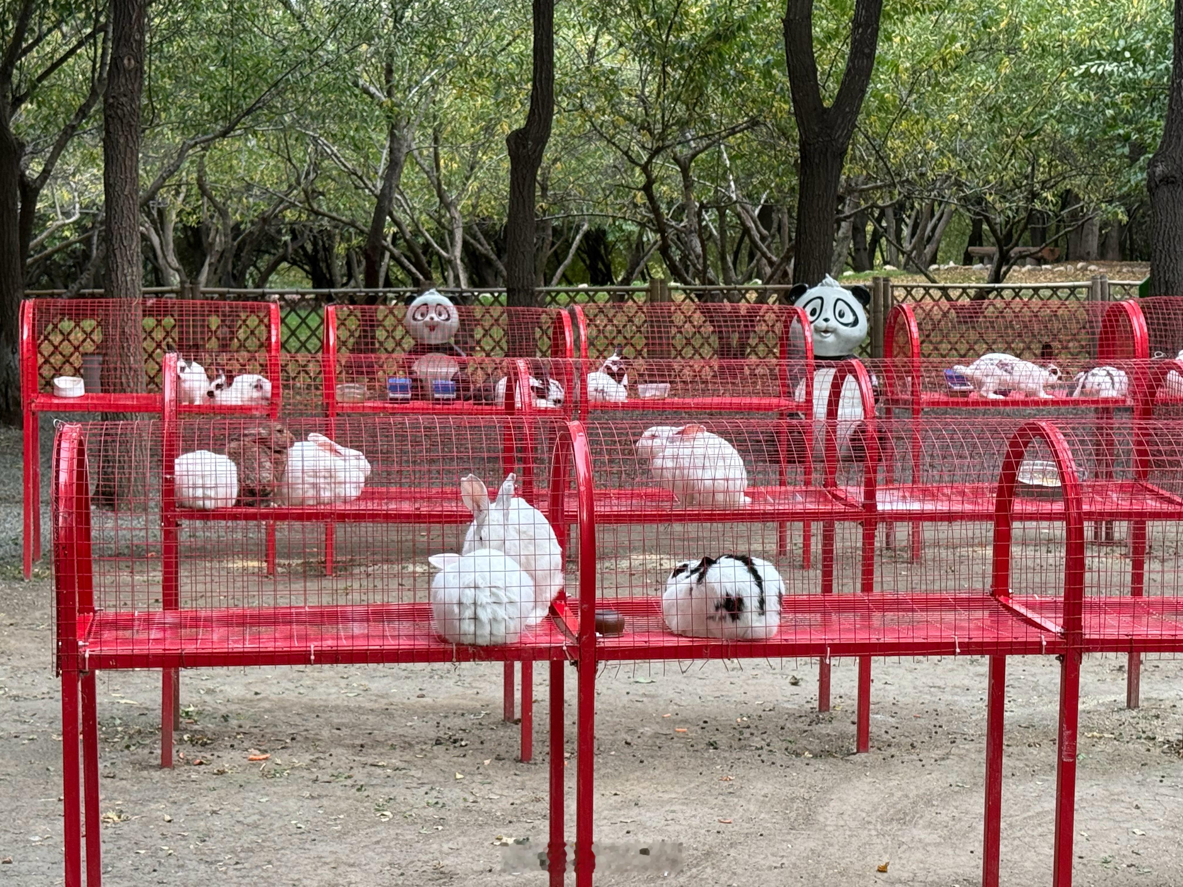 今天中秋节，给你们看几只玉兔🐇，祝大家中秋快乐！ ​​​