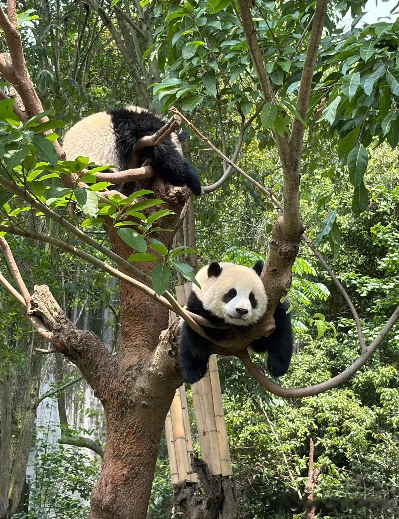 夏日生活打卡季这夏天，一股热气扑面而来，坐着不动时，也是挥汗如雨。动时，更是汗滴