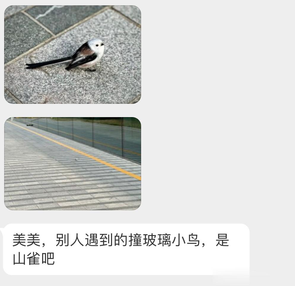 #撞玻璃的鸟# 撞玻璃的【北长尾山雀】应该没什么大碍，休息会能飞走 ​​​