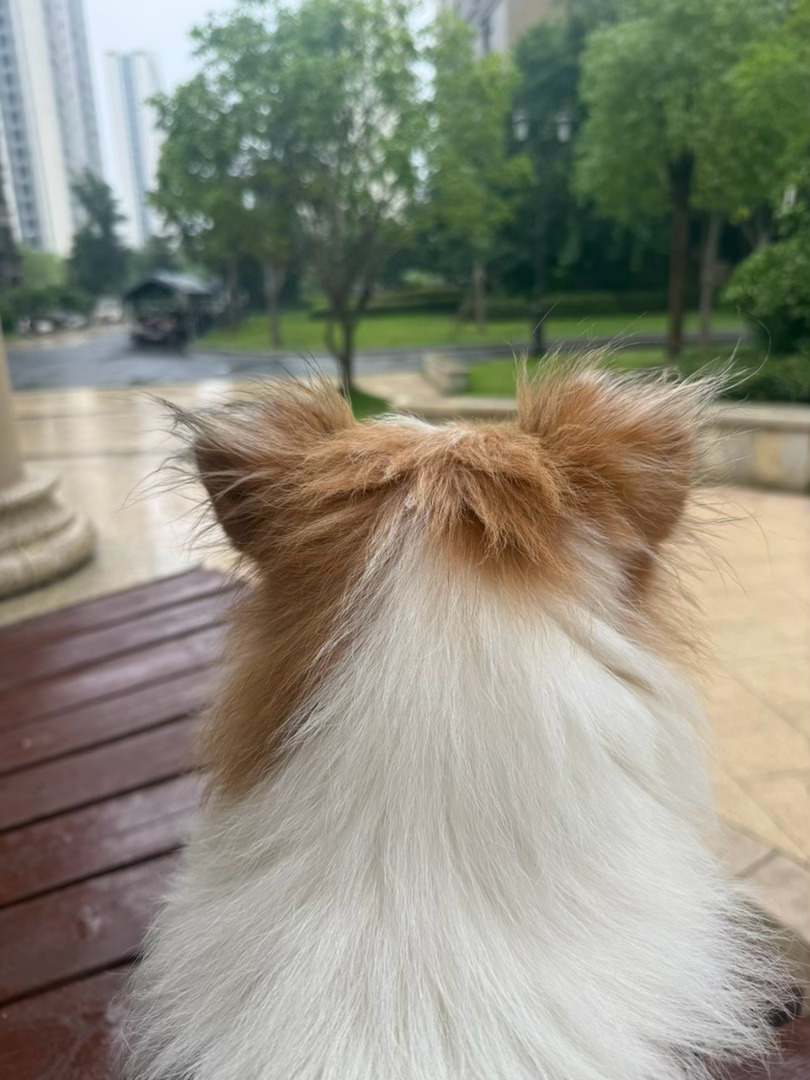 📓｜土豆日记小雨滴滴答答，小狗嘻嘻哈哈。前天，人又收拾行李要远行。不过这一次人