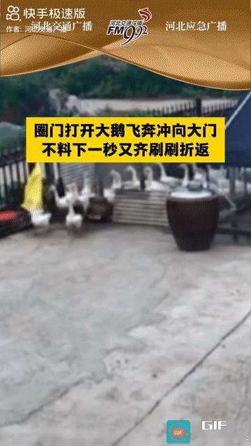 “真是成精了！”黑龙江佳木斯，老人准备去放鹅，打开圈门，大鹅们一窝疯的往外冲，跑