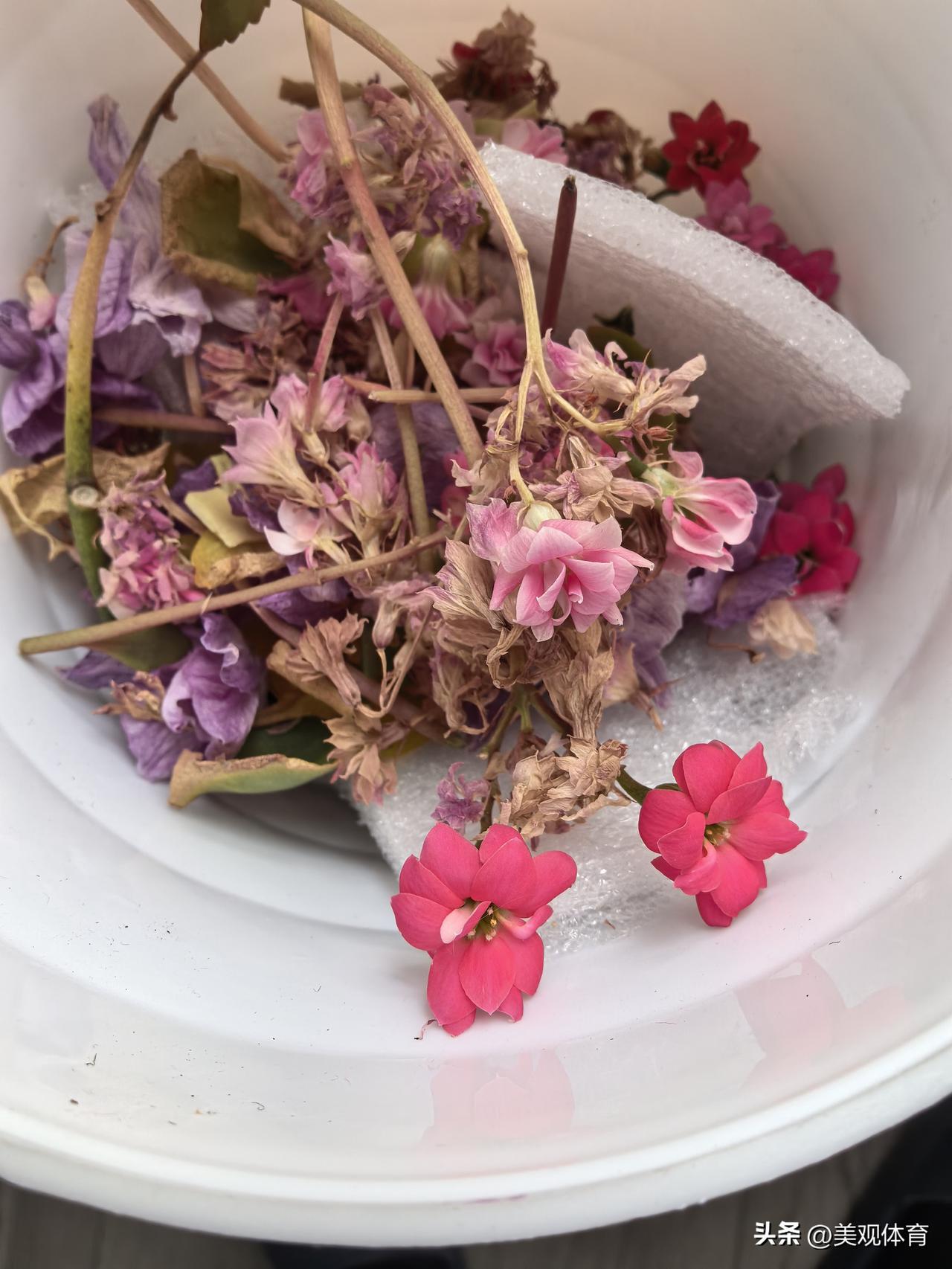 被修剪的残败的长寿花