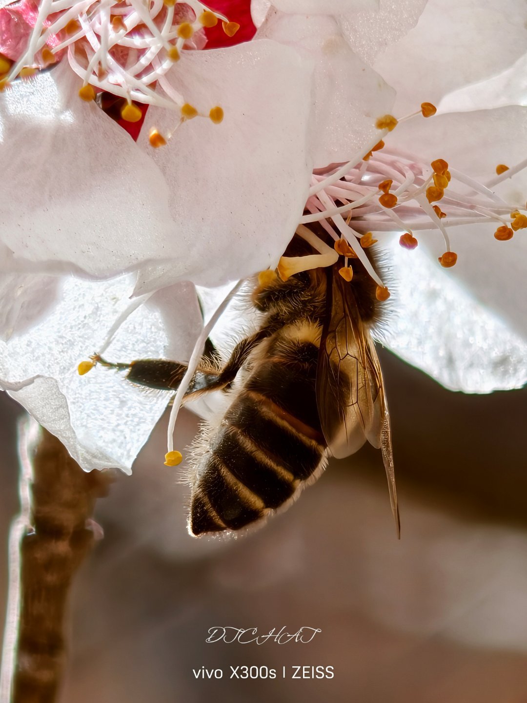 抓拍到一只勤劳的小蜜蜂，vivo X300s长焦微距拍得很清楚，绒毛都可以清晰看