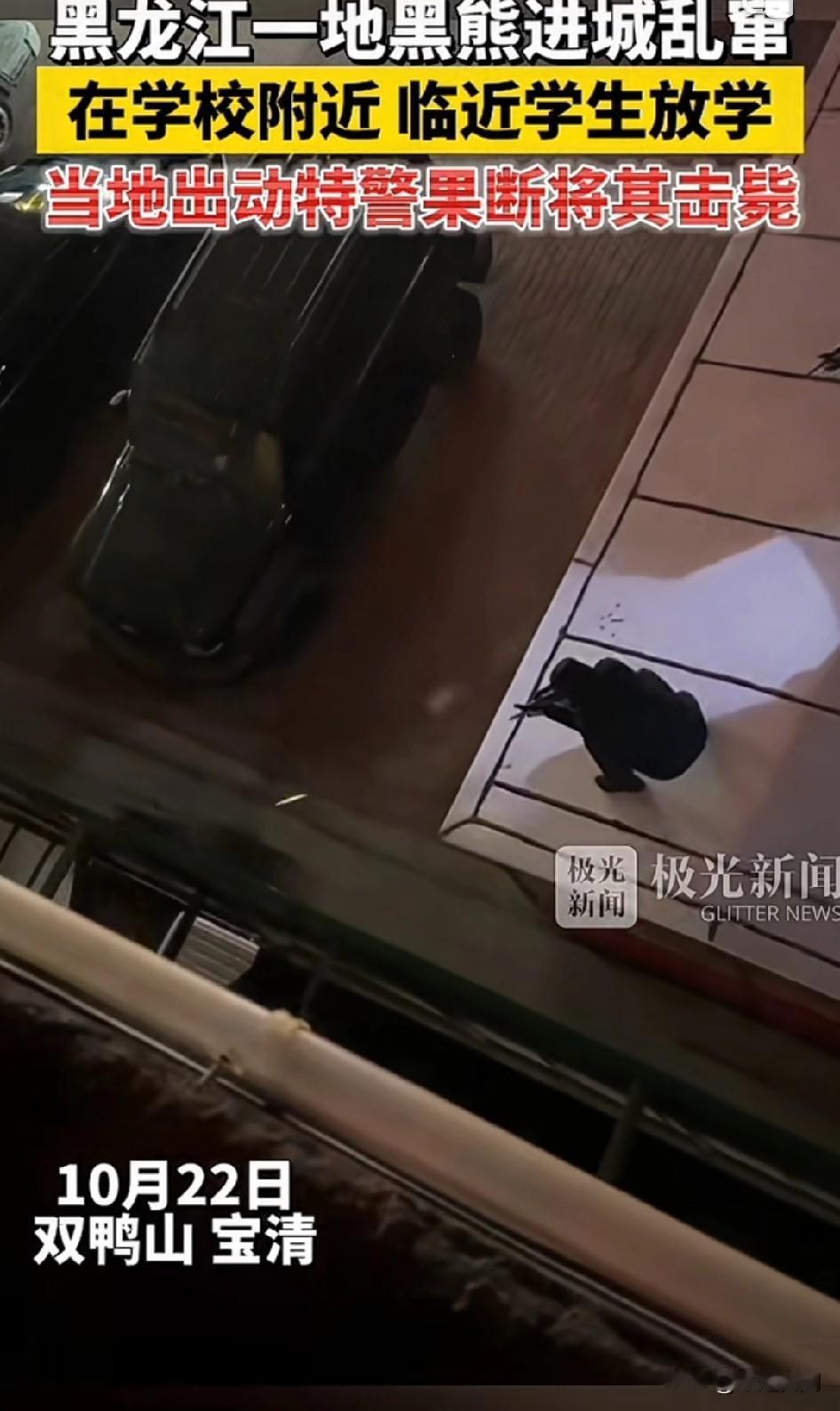 惊吓！黑龙江一地黑熊进城乱窜！
在学校附近，临近学生放学，有围观学生，为防止意外