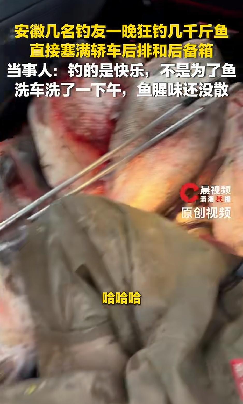 安徽，几名钓友发视频分享，他们自驾至江苏常州，一夜之间竟钓获了几千斤鲢鳙鱼 ，视