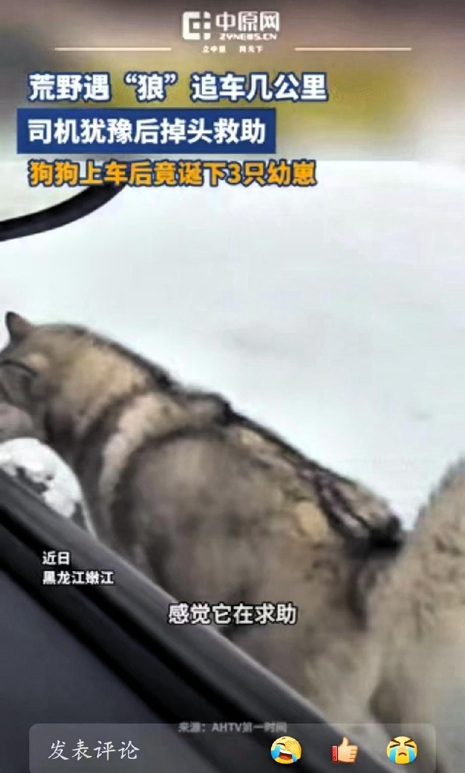 黑龙江，女子开车遇到一只狗狗追车，一直追了好几公里，不肯放弃，她起初无法分辨是狗