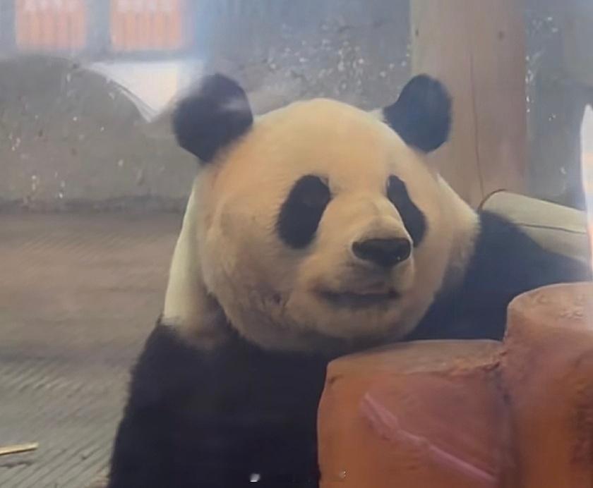 大熊猫萌兰 今画一幅么么儿在新馆的一瞬间，看到有网友拍到么么儿在新馆内场上一秒趴