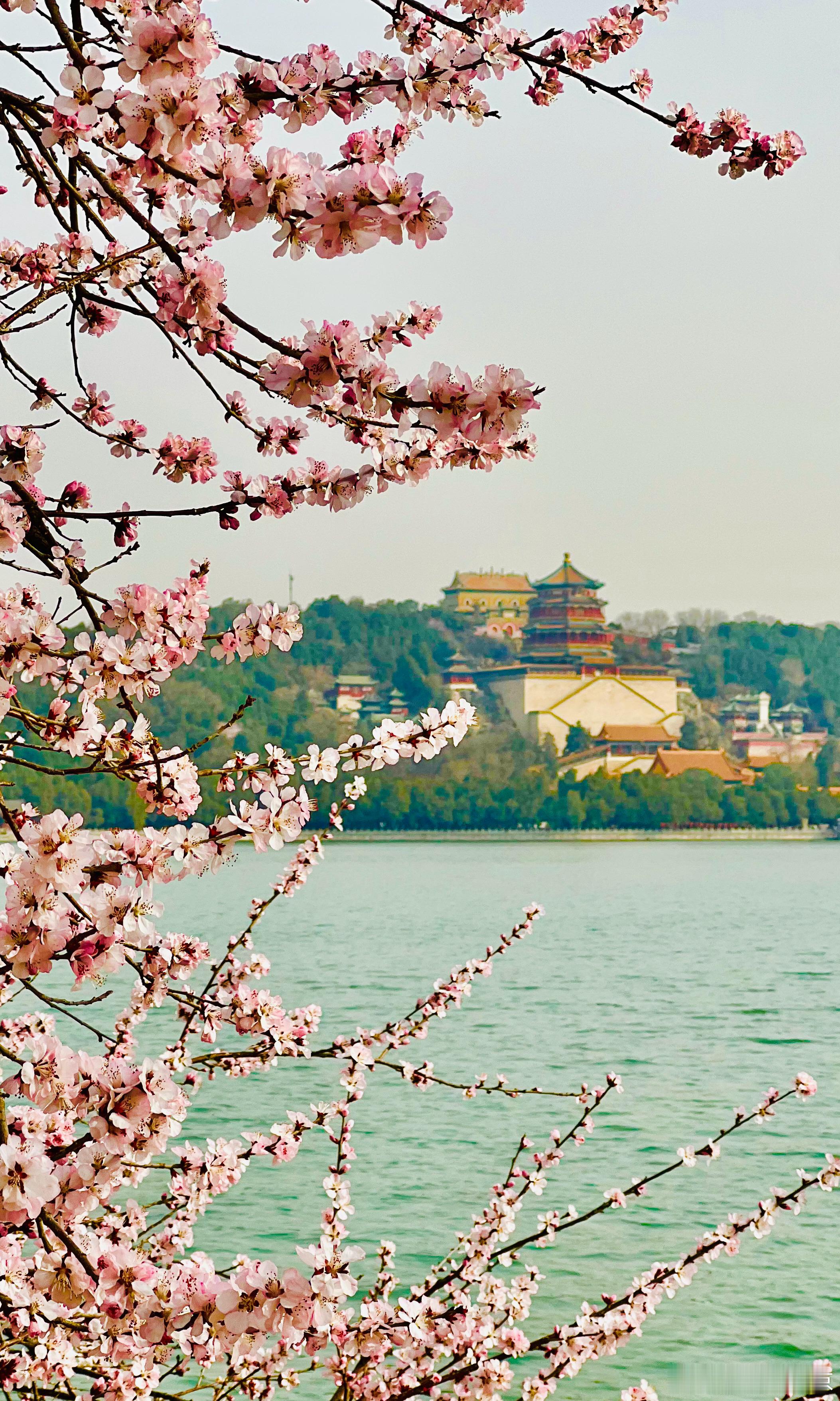 北京颐和园 西堤 山桃花正好摄影​​​