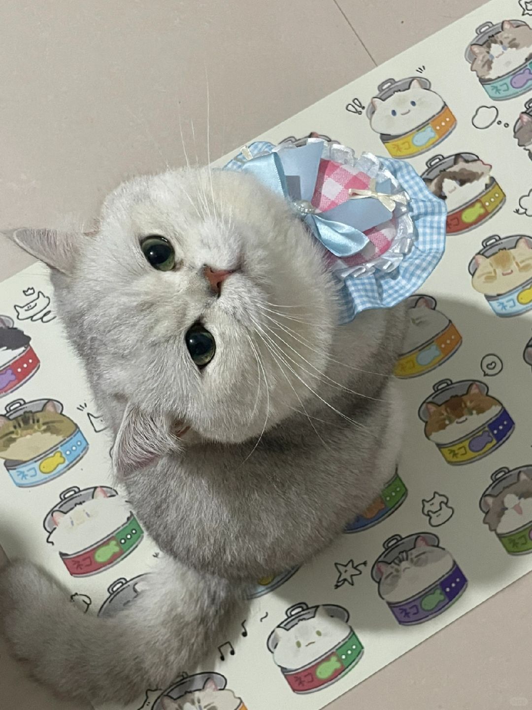 又是羡慕小猫的一天