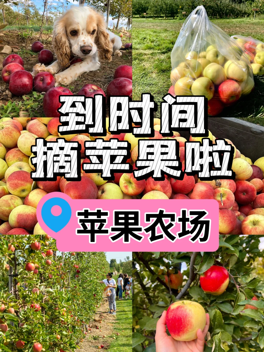 8月活动❗打卡多伦多周边5个苹果🍎农场