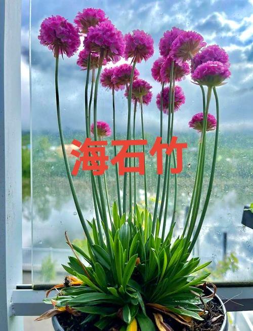 “我是难得一次生日”这句话惹得老爸是无言以对了，这位女博主在说话时最好用脑子想一