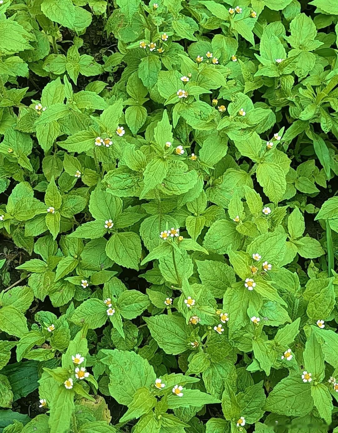 ～365植物心语～ 🌿✨📅 0️⃣7️⃣月2️⃣5️⃣日今日植物：牛膝菊（辣