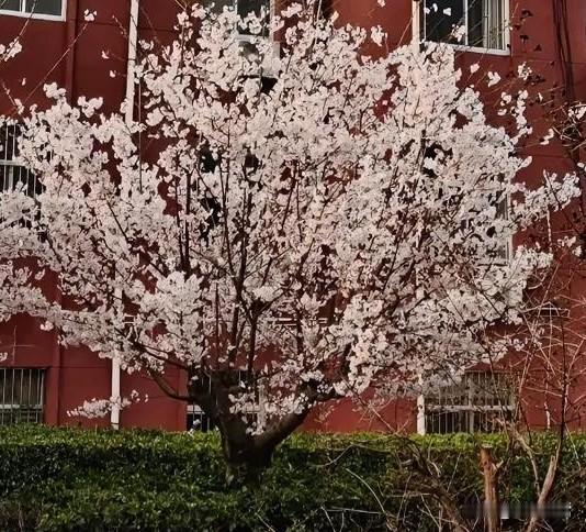 玄学真的是一个很奇妙的东西。今天同家的一个堂哥，在迁坟、圈坟、立碑，一通忙活后，