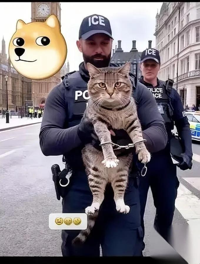 英国警察给猫戴“手铐”？主角是咱狸花猫！

我刷到这新闻时，差点把奶茶喷屏幕上—