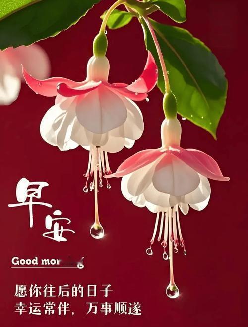 早安  2026-1-21，腊月初三，星期三，晴🌤       🌻🌻早安今