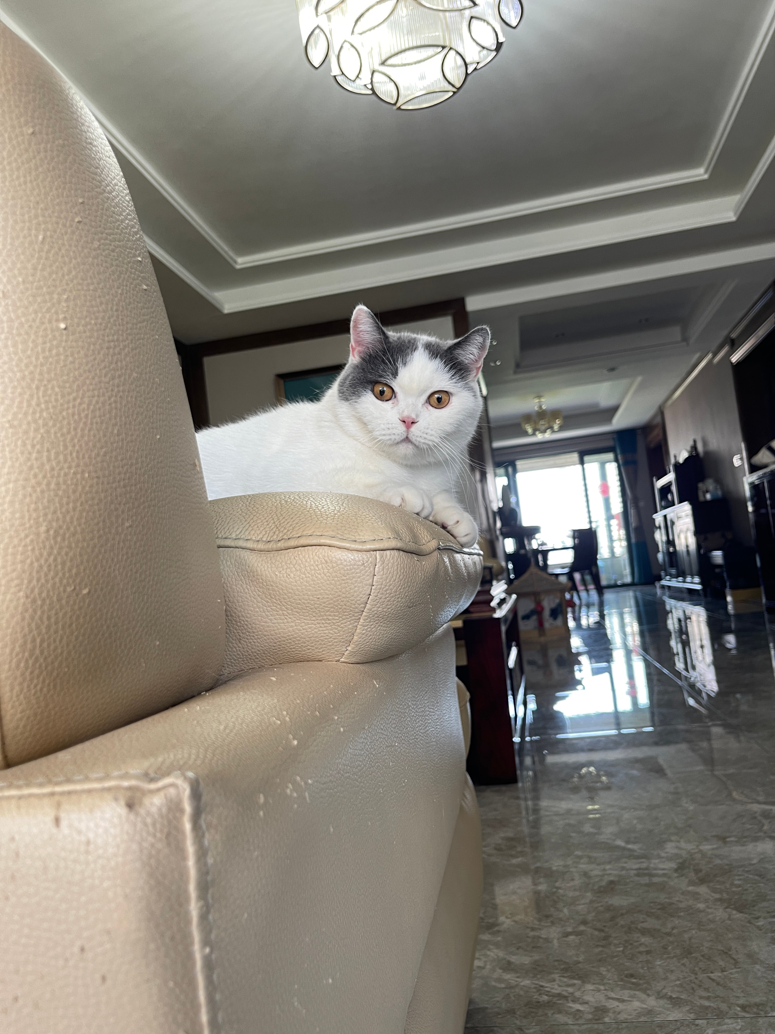 经常有人震惊于我家养猫 但皮沙发很完整 其实呢 圆豚总体上是不太抓的 但是也不能