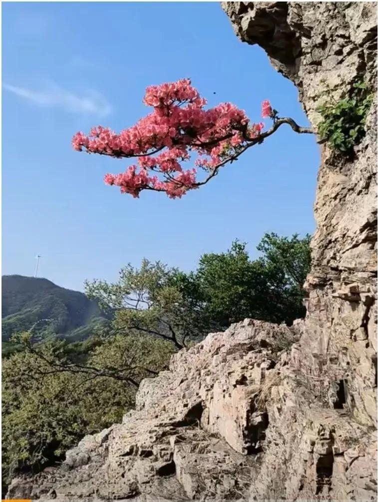 横空出世一枝秀。