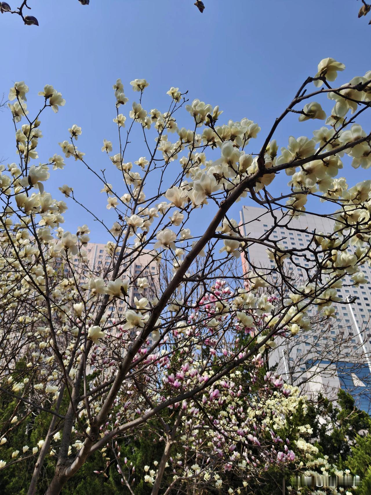 岁月匆匆，又是一年五月。