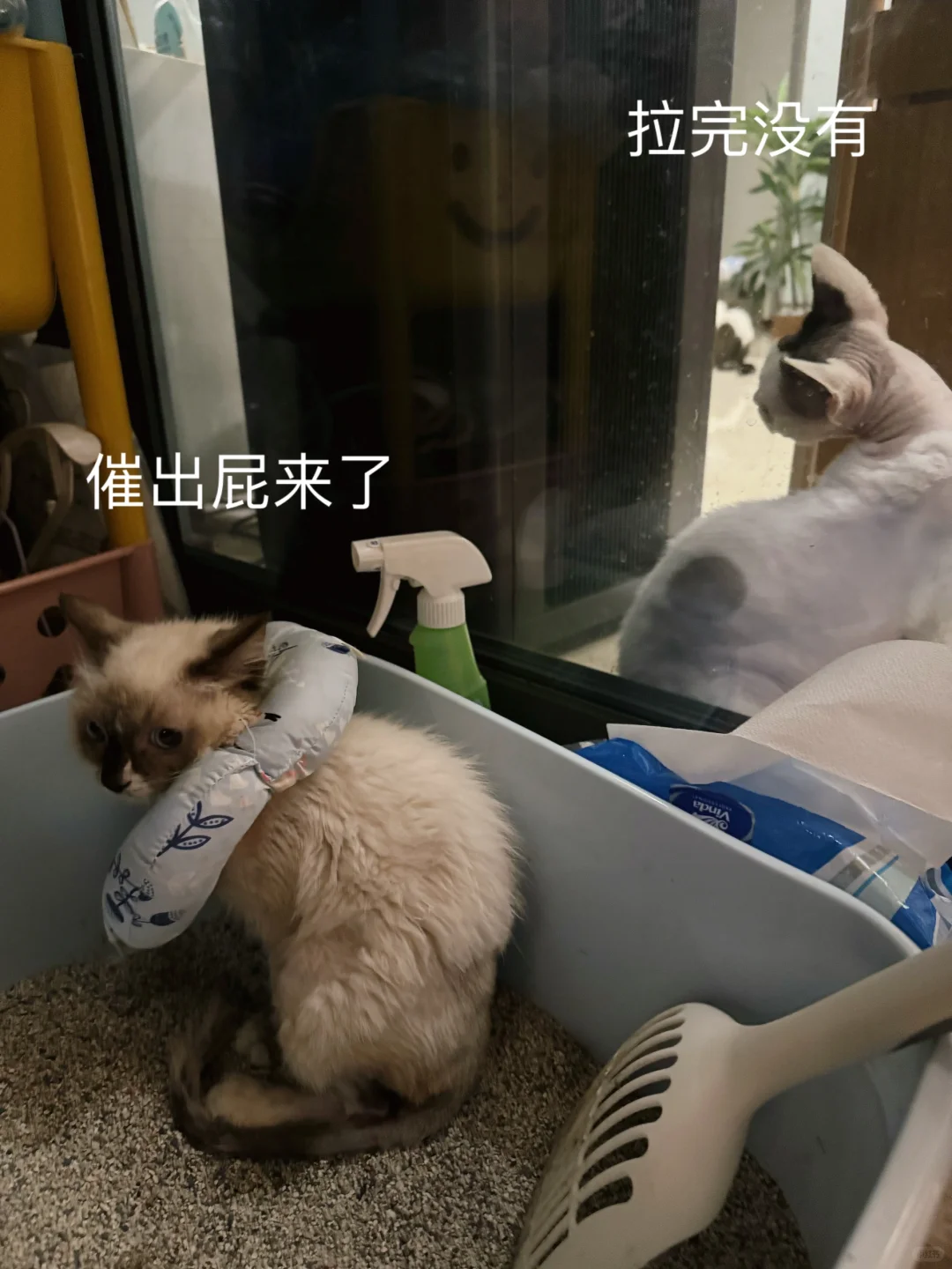 努力了半天结果崩了个屁屁出来