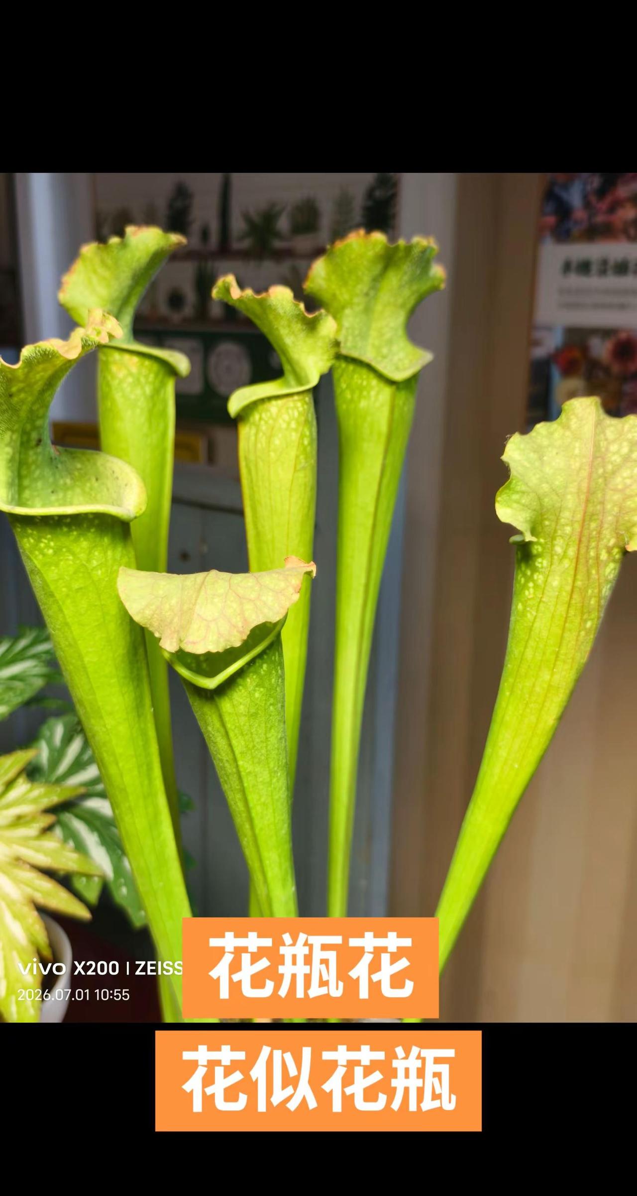 花似花瓶花瓶花