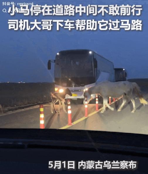 太暖了！内蒙古乌兰察布，一匹小马站在路中间不敢动弹，一旁的母马急得直打转，却帮不