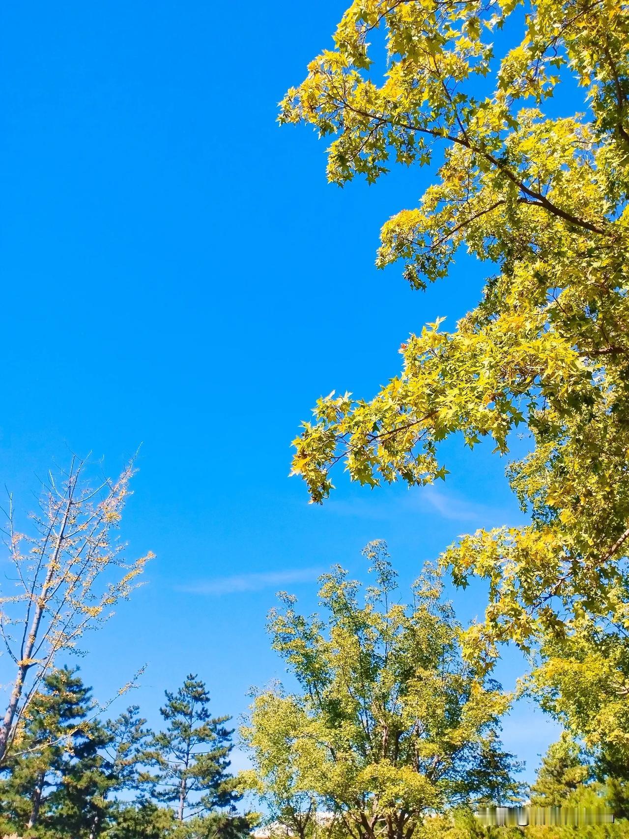 碧空万里树成荫，
清风徐来送清凉……
#秋日生活打卡季#
#随手拍秋季景色#
#