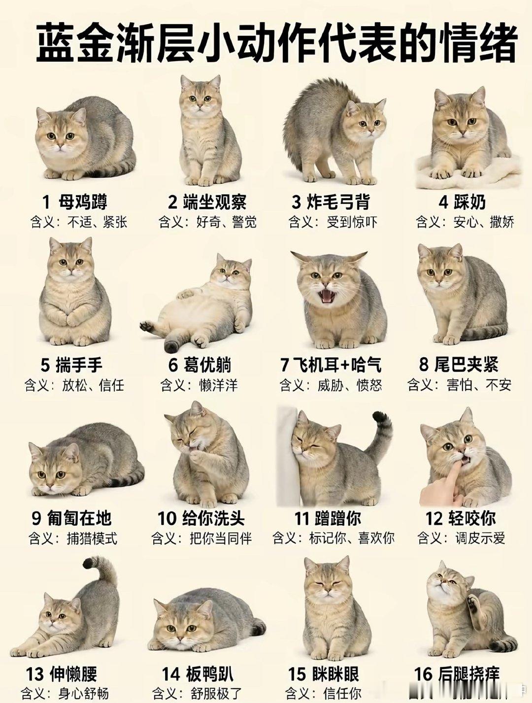 [点赞]金渐层小动作百科 ​​​