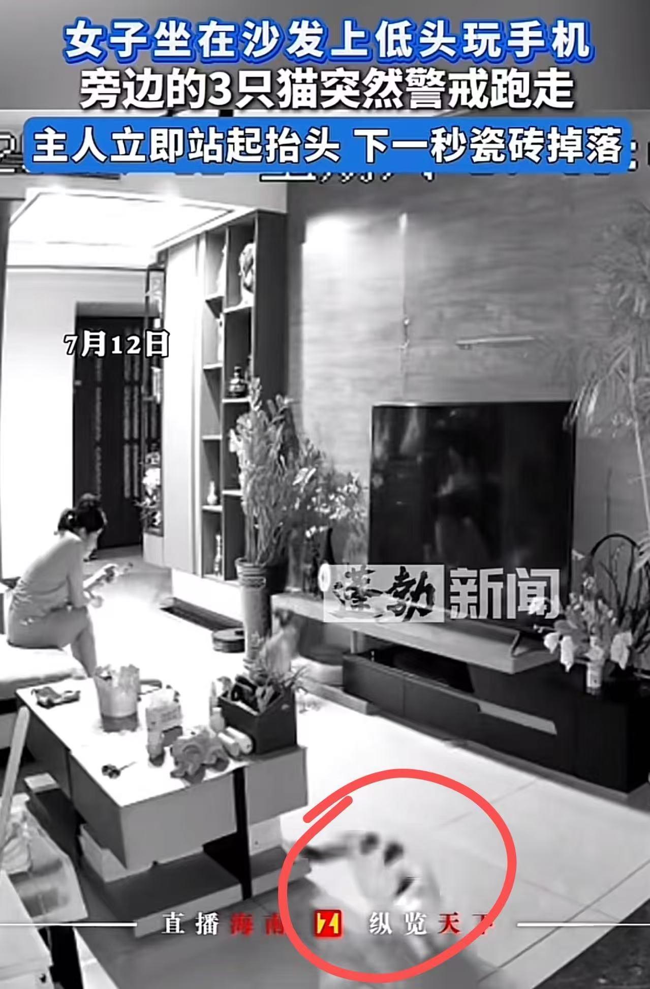 太神奇了！女子坐在沙发上低头玩手机，旁边的三只猫突然跳起来就跑，女子下意识地跟着