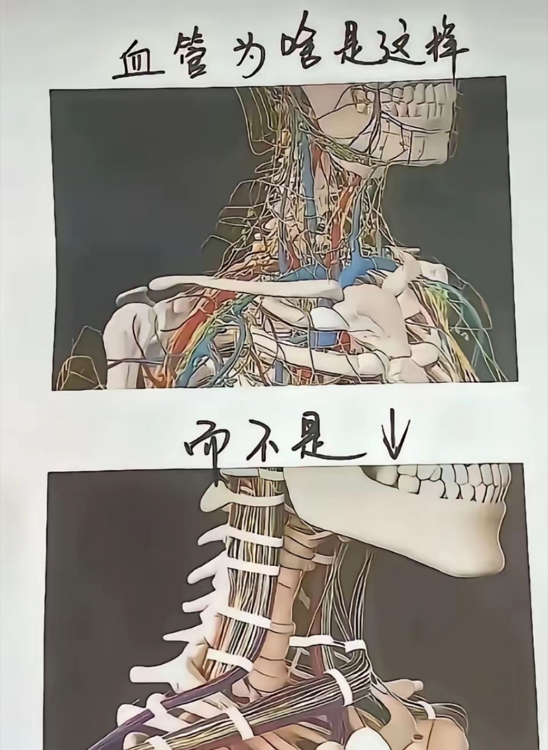 因为大自然不会创造直线！科学
